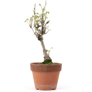 Akebia quinata, 28 cm, ± 10 jaar oud