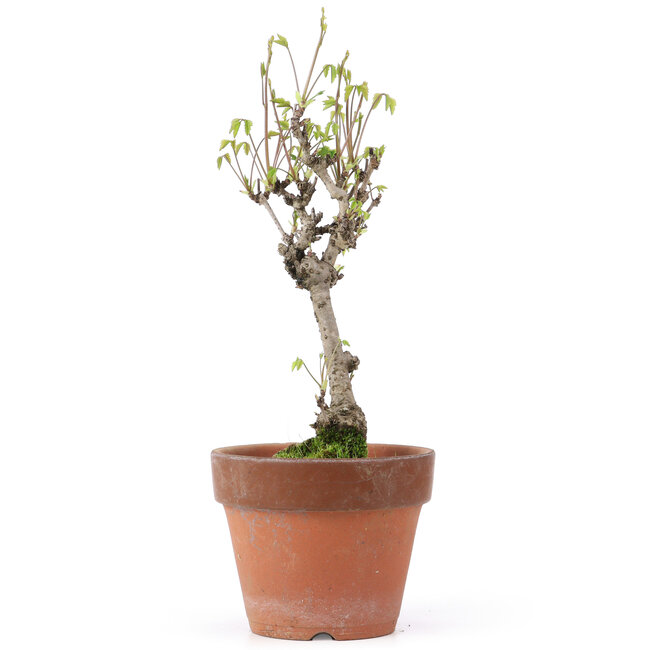 Akebia quinata, 28 cm, ± 10 años