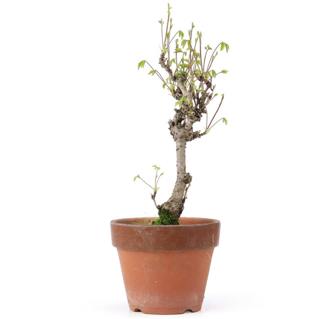 Akebia quinata, 28 cm, ± 10 años