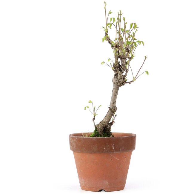 Akebia quinata, 28 cm, ± 10 jaar oud