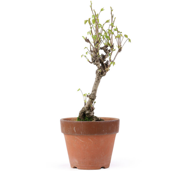 Akebia quinata, 28 cm, ± 10 Jahre alt