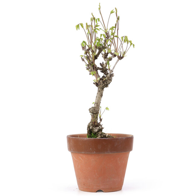 Akebia quinata, 28 cm, ± 10 jaar oud