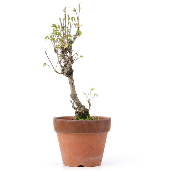 Akebia quinata, 28 cm, ± 10 jaar oud