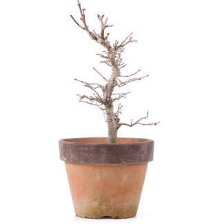 Acer palmatum, 21,5 cm, ± 12 años