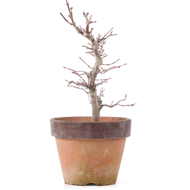 Acer palmatum, 21,5 cm, ± 12 anni