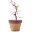 Acer palmatum, 21,5 cm, ± 12 anni