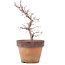 Acer palmatum, 21,5 cm, ± 12 anni