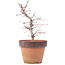 Acer palmatum, 21,5 cm, ± 12 anni