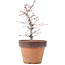 Acer palmatum, 21,5 cm, ± 12 anni