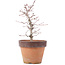 Acer palmatum, 21,5 cm, ± 12 years old