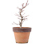 Acer palmatum, 21,5 cm, ± 12 anni