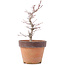Acer palmatum, 21,5 cm, ± 12 years old