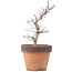 Acer palmatum, 21,5 cm, ± 12 anni