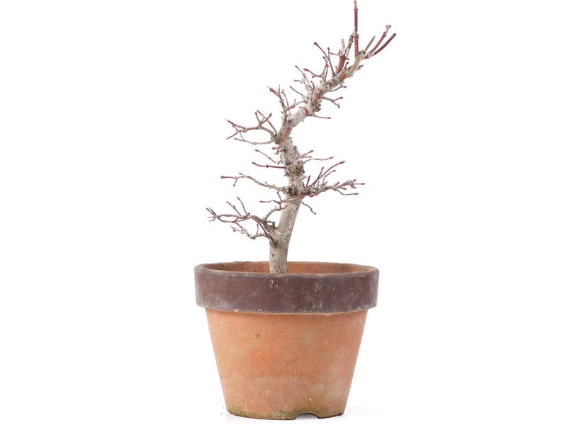 Acer palmatum, 21,5 cm, ± 12 jaar oud