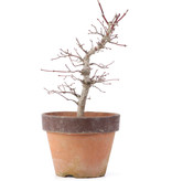 Acer palmatum, 21,5 cm, ± 12 jaar oud