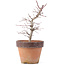 Acer palmatum, 21,5 cm, ± 12 anni