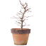 Acer palmatum, 21,5 cm, ± 12 anni