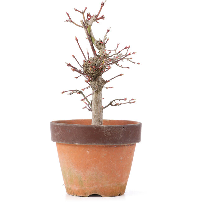 Acer palmatum, 19,5 cm, ± 12 ans
