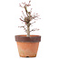 Acer palmatum, 19,5 cm, ± 12 ans
