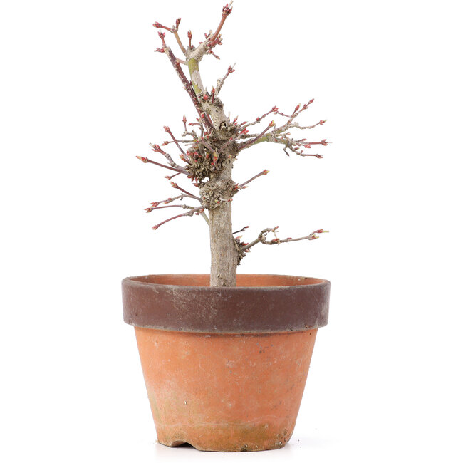 Acer palmatum, 19,5 cm, ± 12 Jahre alt
