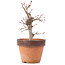 Acer palmatum, 19,5 cm, ± 12 ans