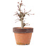 Acer palmatum, 19,5 cm, ± 12 anni