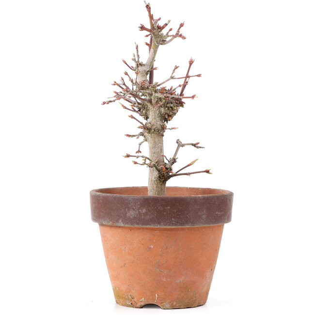 Acer palmatum, 19,5 cm, ± 12 years old