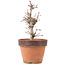 Acer palmatum, 19,5 cm, ± 12 ans