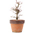 Acer palmatum, 19,5 cm, ± 12 anni