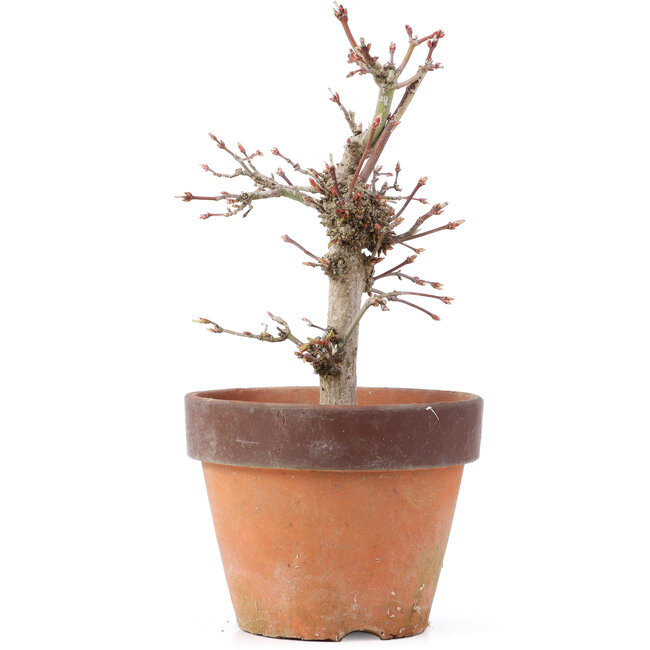 Acer palmatum, 19,5 cm, ± 12 ans