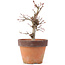 Acer palmatum, 19,5 cm, ± 12 jaar oud