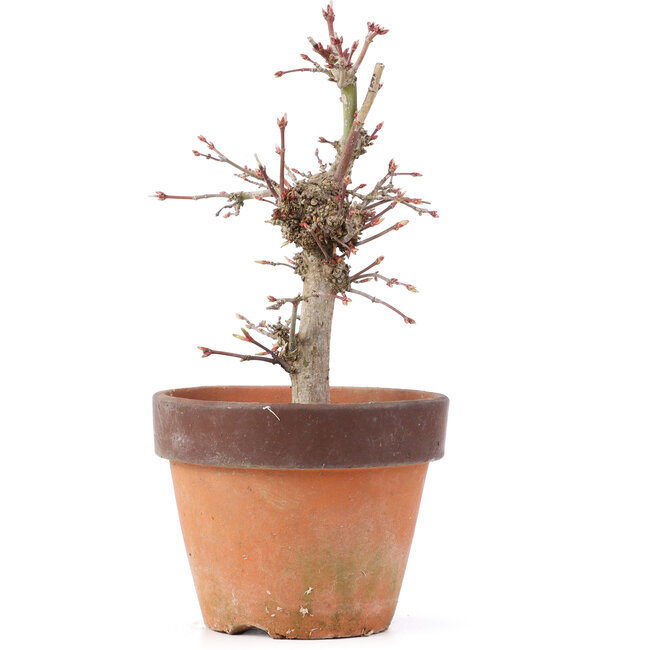Acer palmatum, 19,5 cm, ± 12 jaar oud