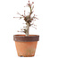 Acer palmatum, 19,5 cm, ± 12 ans
