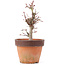 Acer palmatum, 19,5 cm, ± 12 jaar oud