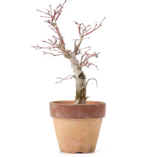 Acer palmatum, 20,5 cm, ± 12 years old