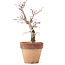 Acer palmatum, 20,5 cm, ± 12 anni