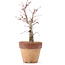 Acer palmatum, 20,5 cm, ± 12 anni