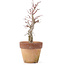 Acer palmatum, 20,5 cm, ± 12 jaar oud