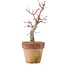 Acer palmatum, 20,5 cm, ± 12 anni