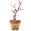 Acer palmatum, 20,5 cm, ± 12 anni