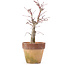 Acer palmatum, 20,5 cm, ± 12 anni