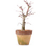 Acer palmatum, 20,5 cm, ± 12 years old