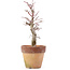 Acer palmatum, 20,5 cm, ± 12 Jahre alt