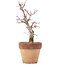 Acer palmatum, 20,5 cm, ± 12 anni