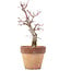 Acer palmatum, 20,5 cm, ± 12 años