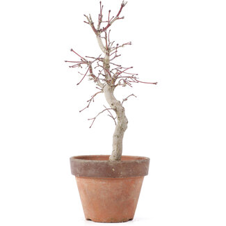 Acer palmatum, 22,5 cm, ± 12 jaar oud