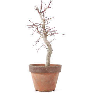 Acer palmatum, 22,5 cm, ± 12 Jahre alt