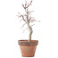 Acer palmatum, 22,5 cm, ± 12 anni