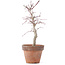 Acer palmatum, 22,5 cm, ± 12 anni