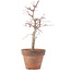 Acer palmatum, 22,5 cm, ± 12 anni